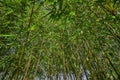 Green and yellow bamboo forest