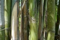 Green yellow bamboo trees detail and texture background Royalty Free Stock Photo