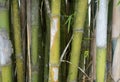 Green yellow bamboo trees detail and texture background Royalty Free Stock Photo