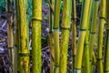 Green and yellow bamboo trunks in macro closeup, relaxing nature background