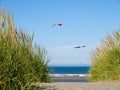 Green and Yellow Beach Grass with Kites