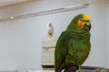 Green-and-yellow big parrot Royalty Free Stock Photo