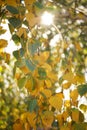 Green and yellow birch tree leaves on the branches. Autumn garden at sunny day Royalty Free Stock Photo