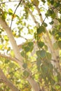 Green and yellow birch tree leaves on the branches. Autumn garden at sunny day. Selective focus Royalty Free Stock Photo