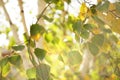 Green and yellow birch tree leaves on the branches. Autumn garden at sunny day. Selective focus. Natural background Royalty Free Stock Photo