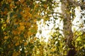 Green and yellow birch tree leaves on the branches. Autumn garden at sunny day. Selective focus. Natural background Royalty Free Stock Photo