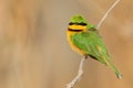 Green and yellow bird Little Bee-eater, Merops pusillus, Chobe National Park, Botswana