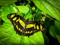 Green, yellow and black butterfly on a green leaf. Philaethria dido, scarce bamboo page or dido longwing butterfly