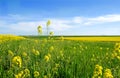 Green, yellow and blue nature landscape