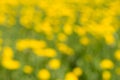 The green yellow blurred background based on flowering plants Royalty Free Stock Photo