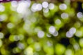 Green , yellow bokeh burry Royalty Free Stock Photo