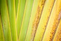 Close up of dry palm leaf as abstract background. Royalty Free Stock Photo