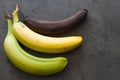 Green, yellow and brown banana on dark background, three level of ripeness of bananas, concept