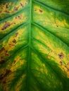 Green yellow and brown tropical leaf background