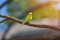 Green and yellow budgerigar parrot Melopsittacus Undulatus on tree branch Royalty Free Stock Photo