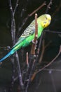 Green and yellow budgerigar perched on branch Royalty Free Stock Photo