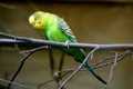 Green and yellow budgerigar perched on branch Royalty Free Stock Photo