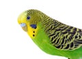 Green and yellow budgie