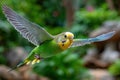 Green and Yellow Budgie in Flight Against Blurred Background Royalty Free Stock Photo