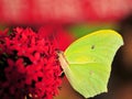 Green-Yellow Butterfly Royalty Free Stock Photo