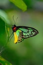 Green-and-yellow butterfly