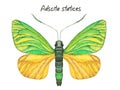 Green and yellow butterfly, watercolor illustration