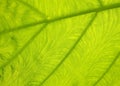 Green with yellow Caladium leaf6 Royalty Free Stock Photo