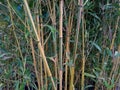 Phyllostachys aureosulcata `Spectabilis`