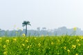 Green yellow Canola field and tree in a scenic agricultural landscape in rural Bengal, North East India. A typical natural scenery Royalty Free Stock Photo