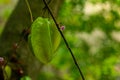 The green and yellow carambola, also called star fruit or Kamranga