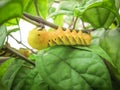 A green and yellow caterpillar walking to find leaves to eat on a tree.