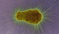 A green and yellow cell dividing in a purple background