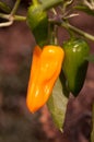 Green and yellow chilli peppers Royalty Free Stock Photo
