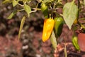 Green and yellow chilli peppers growing Royalty Free Stock Photo