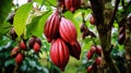 Green and Yellow Cocoa pods grow on tree. The cocoa tree with fruits.