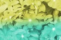 Green and yellow color backgrounds Periwinkle flowers nature, soft focus of beautiful flowers with color filters