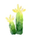 Green and yellow colored cactus on white background.