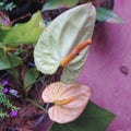 Green and yellow colors anthurium flowers Royalty Free Stock Photo