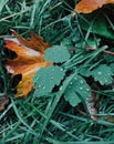 Green and yellow colours. Autumn leaves on green grass with dew. October time. Vertical shot. Beautiful season. Nature concept