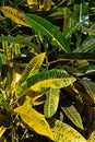 Green and Yellow croton, Codiaeum variegatum \'Harvest Moon\', on tropical garden