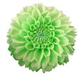 Green-yellow Dahlia flower, white background isolated with clipping path. Closeup. Royalty Free Stock Photo