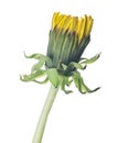 Green and yellow dandelion bud on white Royalty Free Stock Photo