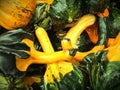 Green and yellow decorative gourds