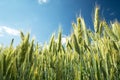 Green and yellow ears of triticale against the sky Royalty Free Stock Photo