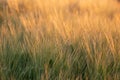 Green-yellow ears of triticale in the field Royalty Free Stock Photo