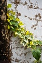 Green and yellow English ivy