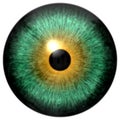 Green and yellow eyeball texture with white background