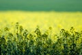 Green and yellow field