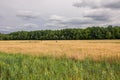 Green-yellow field with grain, forest and cloudy sky Royalty Free Stock Photo