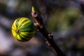 Green and Yellow Fig Growing on Branch Royalty Free Stock Photo